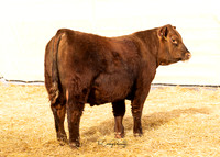Bull 2022 RQ
