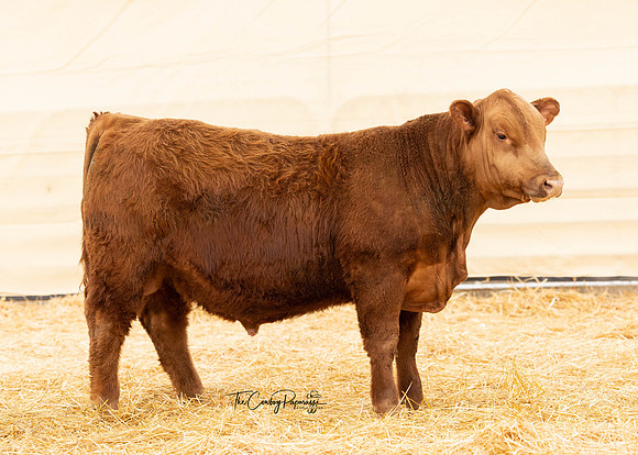 Bull 2130