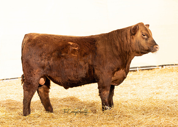 Bull 2109