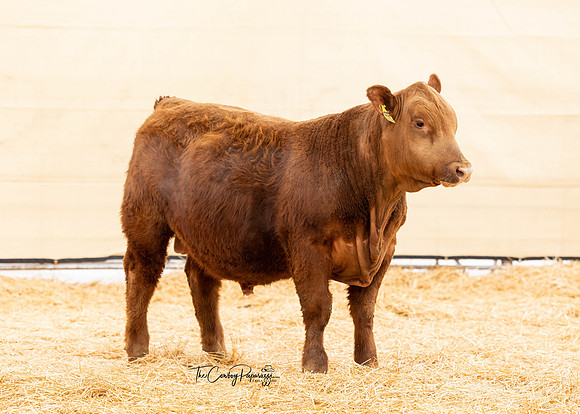 Bull 2130 FQ