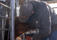 2024_1_30 Trimming Bulls-1453