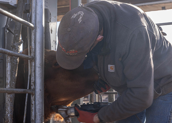 2024_1_30 Trimming Bulls-1453