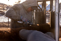 2024_1_30 Trimming Bulls-1465