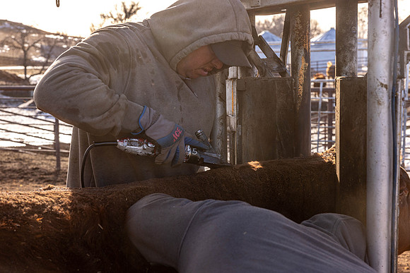 2024_1_30 Trimming Bulls-1465