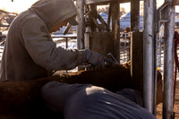 2024_1_30 Trimming Bulls-1467