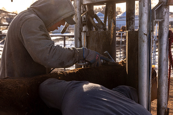 2024_1_30 Trimming Bulls-1467