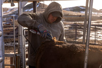 2024_1_30 Trimming Bulls-1471