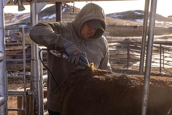 2024_1_30 Trimming Bulls-1471