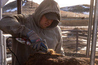 2024_1_30 Trimming Bulls-1472