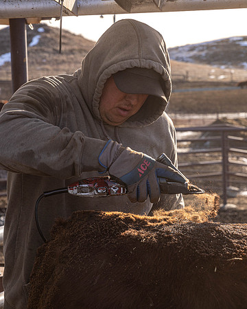 2024_1_30 Trimming Bulls-1474