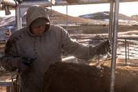 2024_1_30 Trimming Bulls-1476