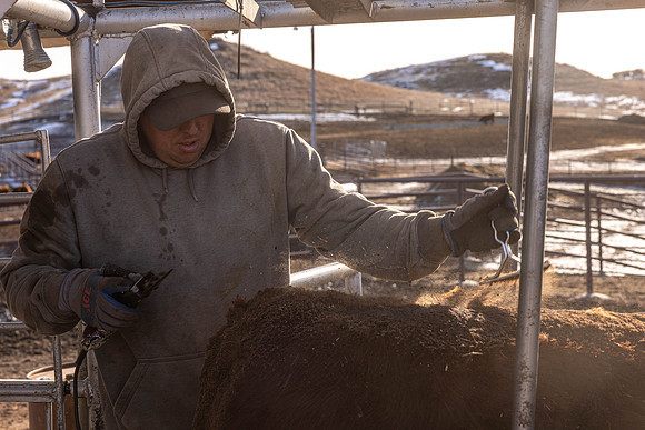 2024_1_30 Trimming Bulls-1476