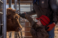2024_1_30 Trimming Bulls-1559