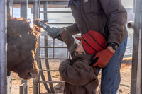 2024_1_30 Trimming Bulls-1563