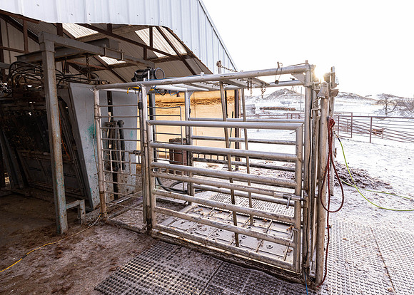 2023 Nichols Cattle Services-4063
