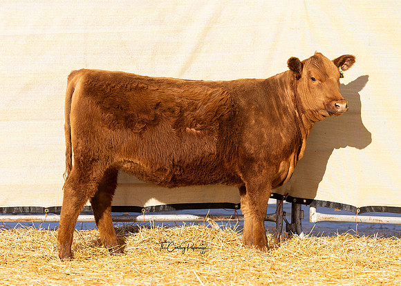 Lot 230, Heifer 2031