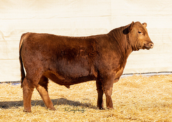 Bull 2002