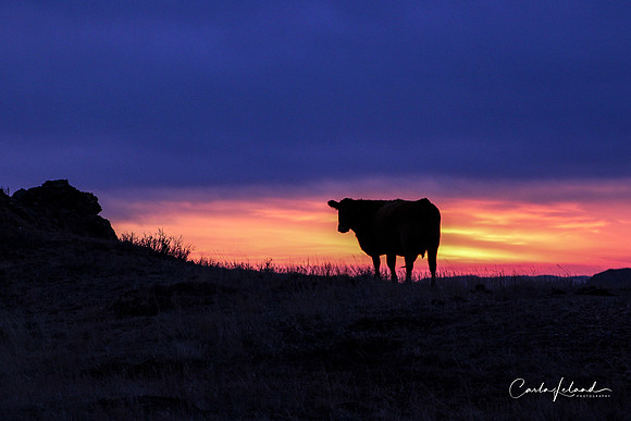 26Mar2019 Sunrise Cow-7621