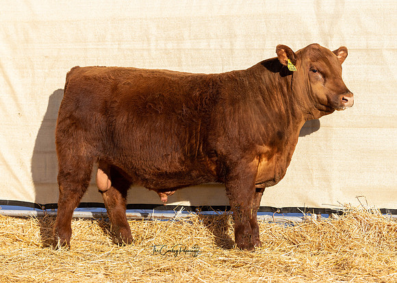 Bull 2053