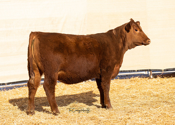 Lot 212, Heifer 2249