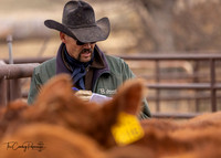 Leland Red Angus, Bring Heavies In, April 8