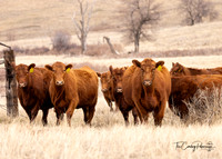 2024 LRA Move Pairs-2182