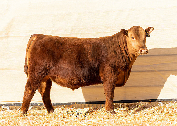 Bull 2065
