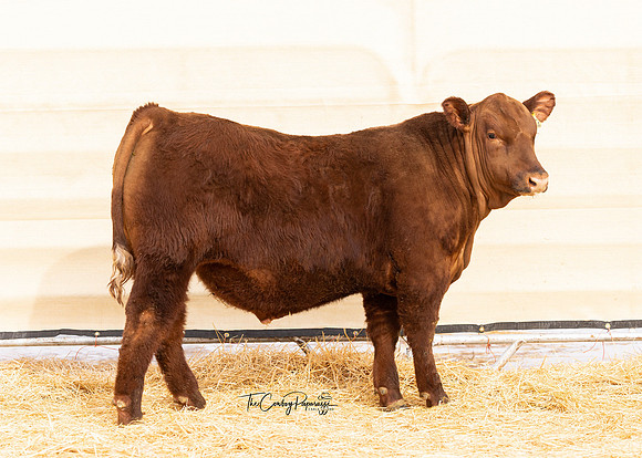 Bull 2308 RQ