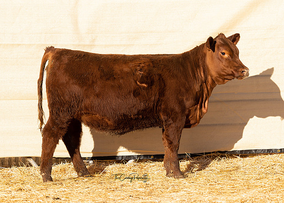 Lot 236, Heifer 2103
