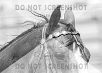 2Aug2021 RCF&R 4H Horse Show-3990