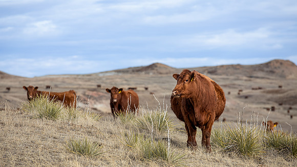 O__15Mar2022 LRA Cows--2