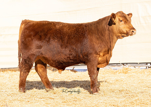 Bull 2233