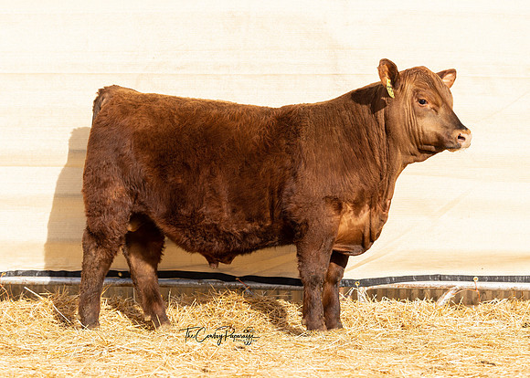 Bull 2137