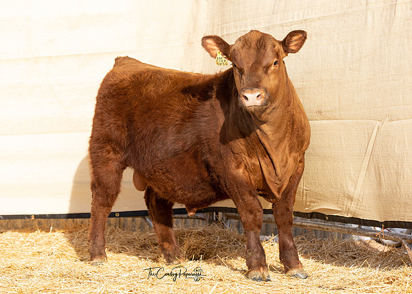 Bull 2240 FQ