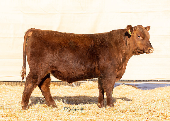 Bull 2021