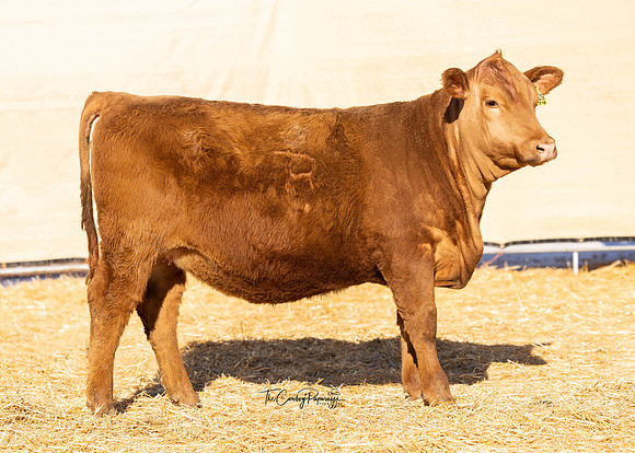 Lot 215, Heifer 2174
