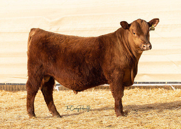 Bull 2240