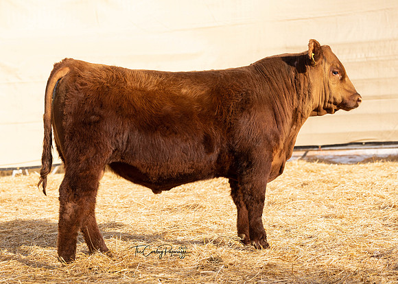 Bull 2055