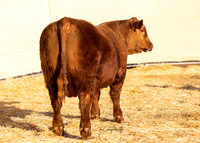Bull 2053 RQ