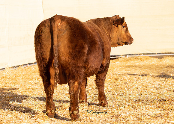 Bull 2053 RQ