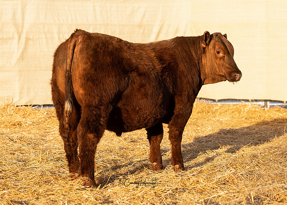 Bull 2189 RQ