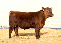 Bull 2032