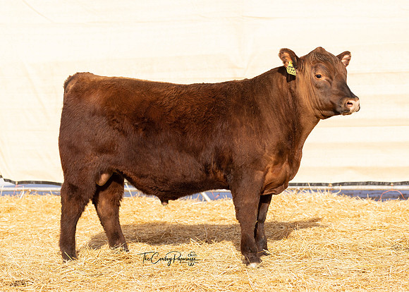 Bull 2032