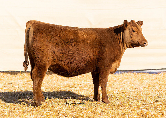 Lot 210, Heifer 2227