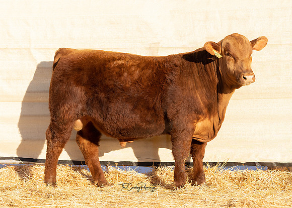 Bull 2235