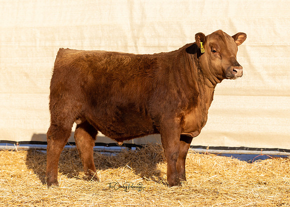Bull 2325