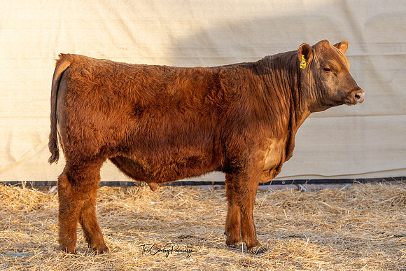 Bull 2067