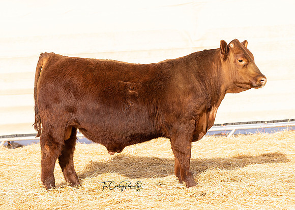 Bull 2143
