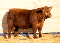 Bull 2053.2