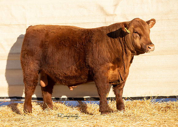 Bull 2053.2